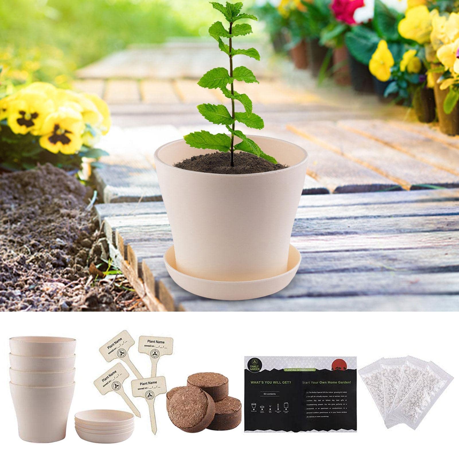 Kit de culture d'herbes de bonsaï, kit de plantation de plantes d'herbe intérieure, kit de croissance du jardinage novice, kit de démarrage en croissance de plante intérieure, DIY Kit de culture de cu