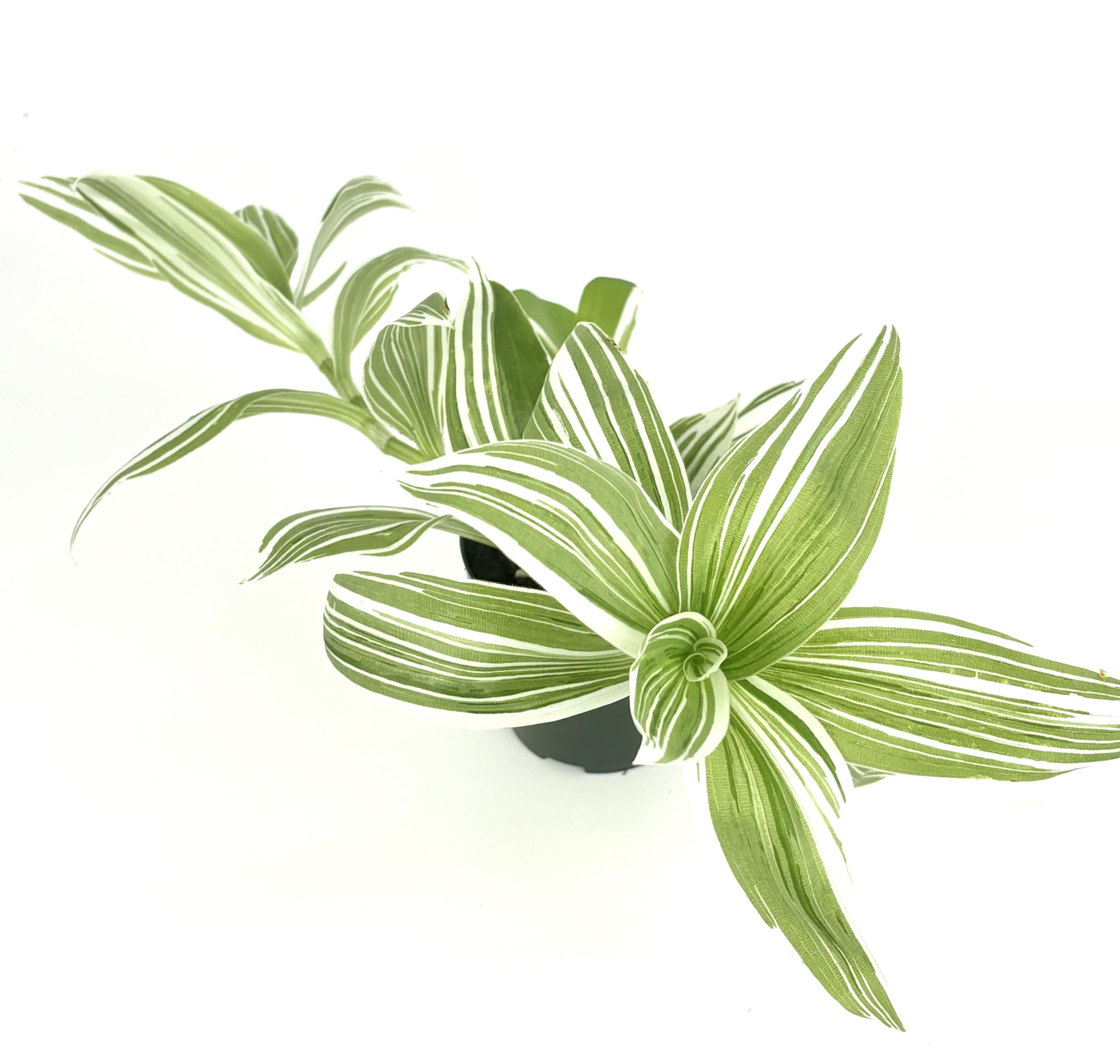 Amazon.com : Tradescantia Pistachio White Plant Easy Care Air
