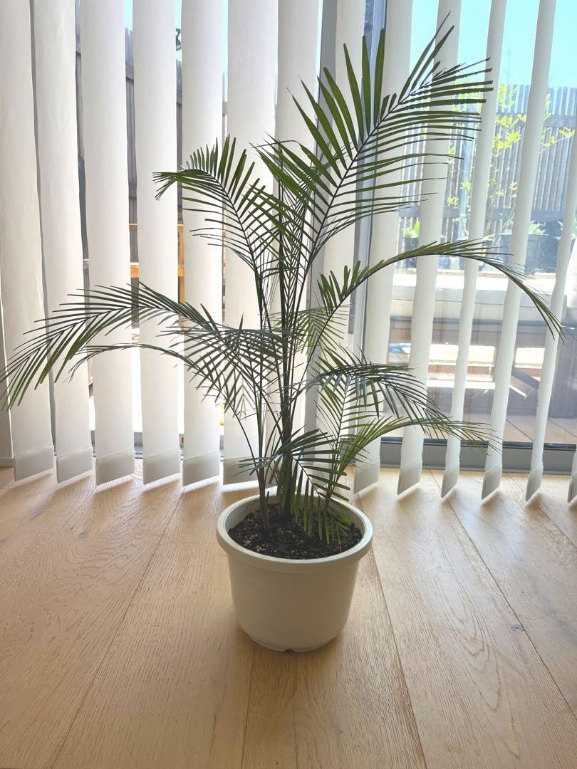 鶴*姫様 【レア品種】ブラジルヒメヤシ ヒメココス 6号　鉢ごと Amazon.co.jp: ブラジルヒメヤシ ヒメココス 6号 鉢ごと : DIY