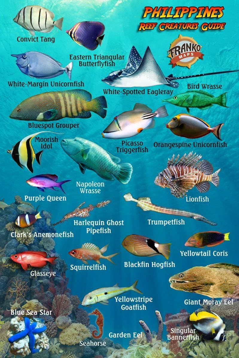 Philippines Reef Creatures Guide Franko Maps Laminated Fish ID Card 4" x 6"