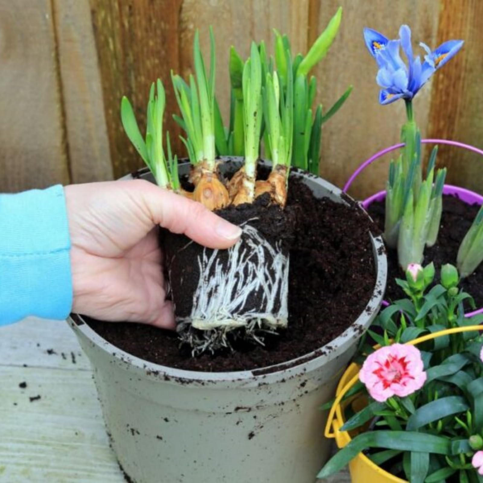 Iris Bulbs, Wedding, Now UK, Perfect UK Now, Simple Planting, Iris Bulbs for Planting, Perennial, Garden Flowers-15bulb-h
