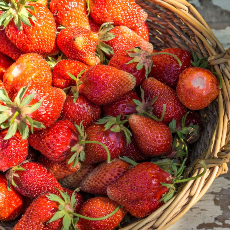 - 25 Strawberry Roots, Sparkle Strawberry, Productive Berry Shrub, Easy Care Edible Plants for Home Gardening and Patio Pots