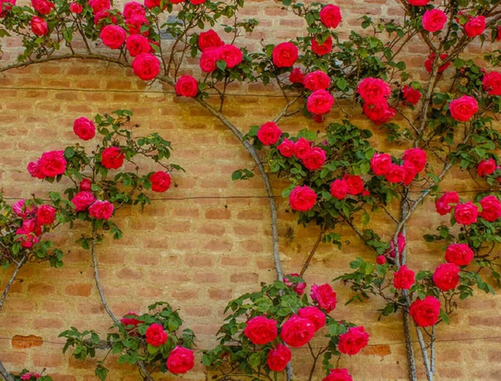 Red Climbing Rose Seeds Rose Rosa Bush Vine Flower Seeds 100 Seeds