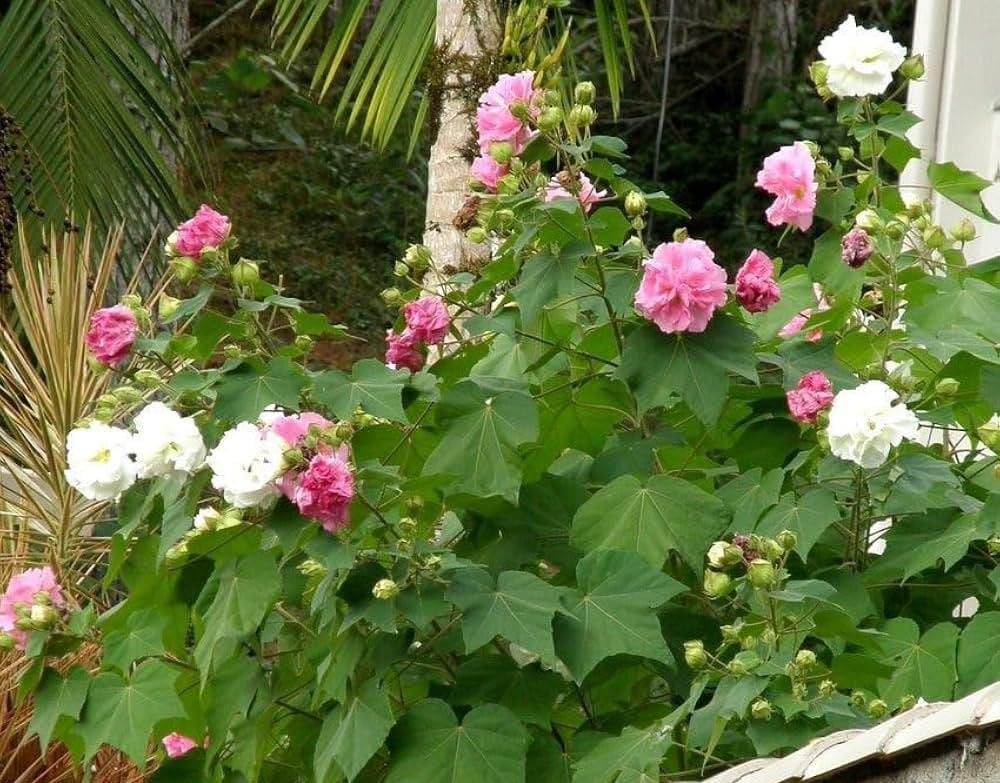 Sthal Kamal Lotus Plant - Healthy & Colorful -2