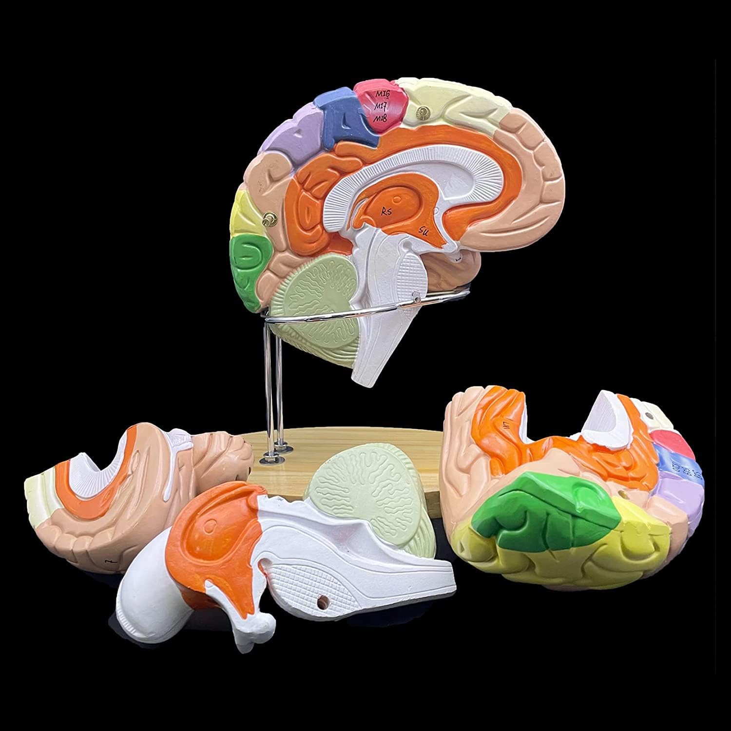 Human Brain Model 2X Enlarged 4-Part Human Brain Model,Color-Coded Life Size Anatomically Accurate Brain Model Human Brain Anatomy for Science Study Display Teaching Medical Model