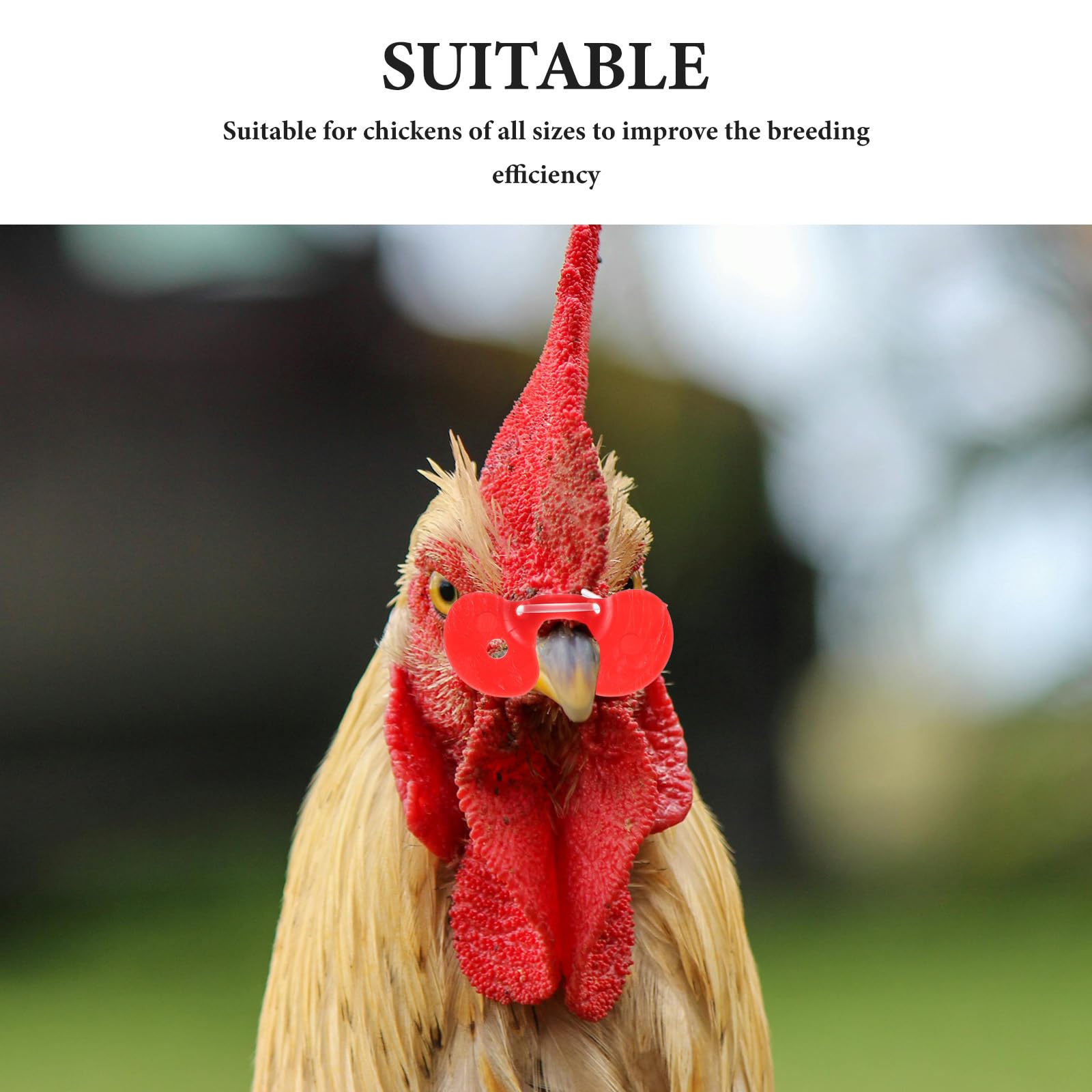 1000 Pezzi di Accessori per pollame: per Galline, Anti-beccaggio per Galline, per paraocchi per pollame, Forniture per Attrezzature agricole M