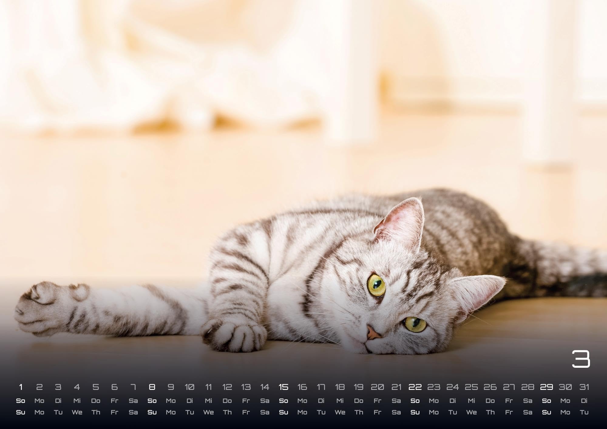 Miau - Unsere Stubentiger - Der Katzenkalender - 2026 - Kalender DIN A2: Der Wandkalender mit den schönsten Katzen-Motiven für das Jahr 2026 im extragroßen Format DIN A2 (ca. 60 x 42 cm)!