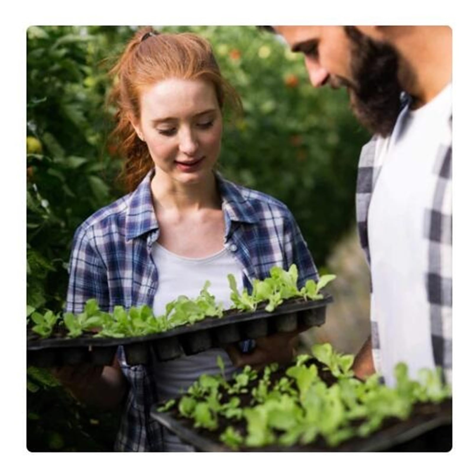 Lot de 5 plateaux de démarrage pour semis de plantes avec 72 cellules Idéal pour la germination des graines et les pots de fleurs (72 trous)