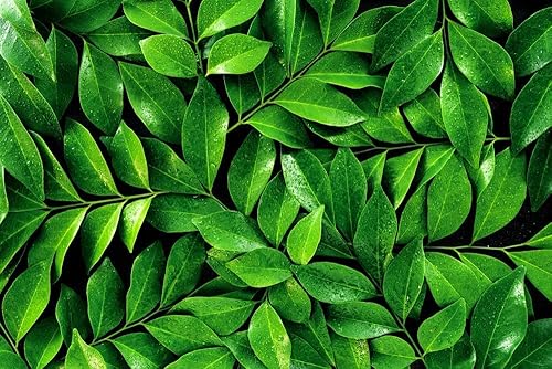 6 semillas de plantas de té para plantar - Camellia Sinensis Herb disponible en Yaxa Guatemala