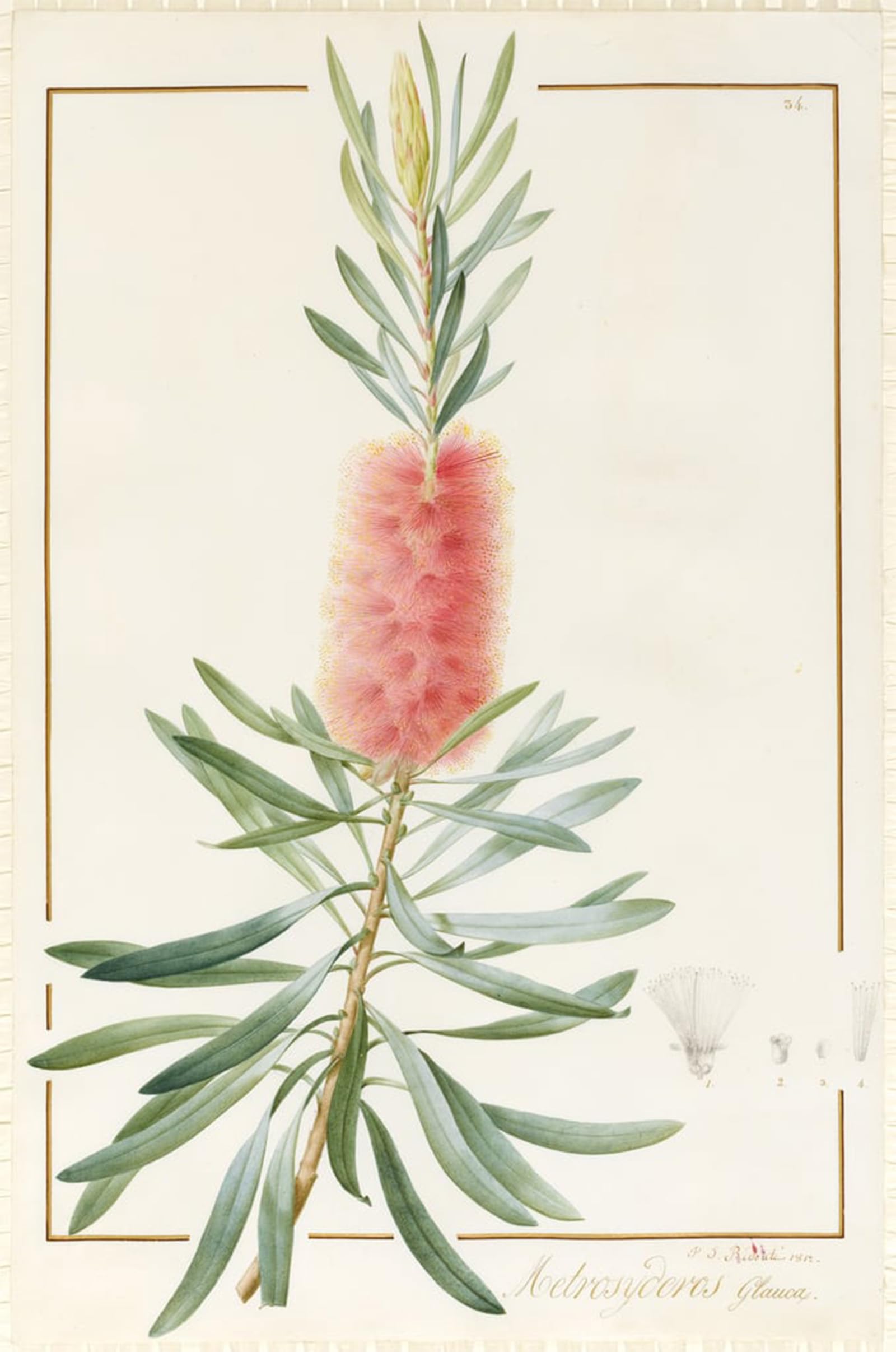 SERENDIPITP Vintage Wall Art Canvas Nordic Poster Canvas Print Picture Metrosyderos Glauca by Pierre Redouté Wall Art Poster for Home Decor 60x90cm