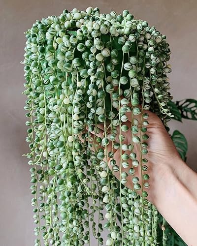 String of Pearls - Maceta viva de 4 pulgadas, suculentas raras en cestas colgantes, planta de interior suculenta para oficina en casa (cadena de