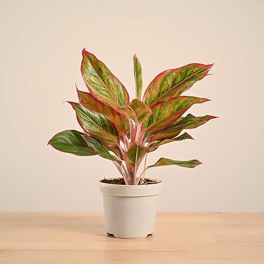 Aglaonema Lipstick Plant with Gro Pot
