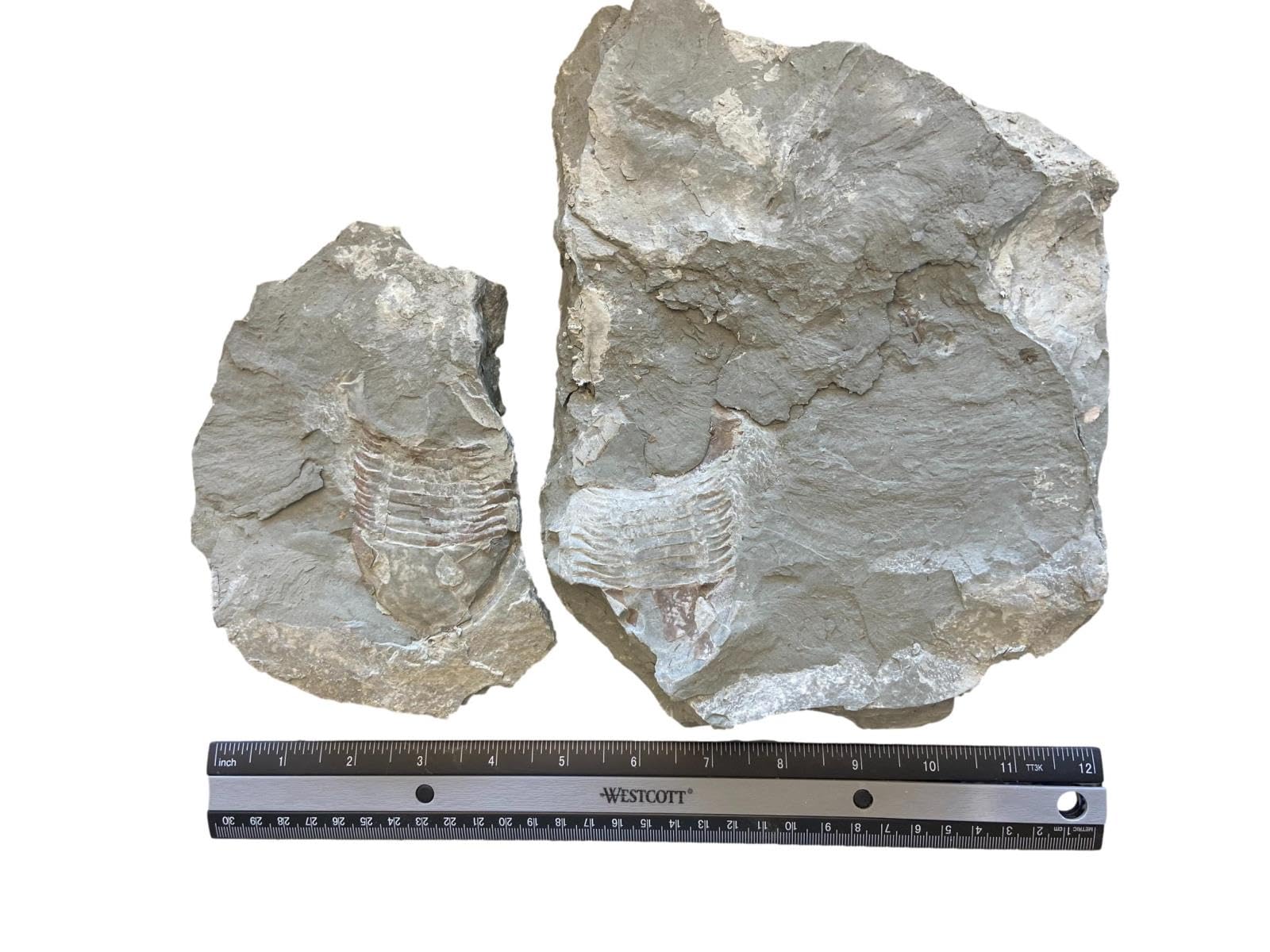 39.29 Gram 1.38 Ounce 1 7/10 x 1 1/4 x 1/2 Inch Casted Silver Nugget EBS1373K