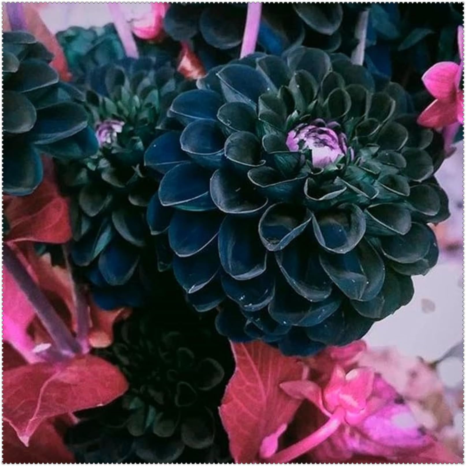 Dahlia Bulbs Mix for Planting Now UK/Cut Flowers/Greening Flower/Strong Plants That Grow Well/Good for Containers/Natural Organic/Wedding Flowers.-10bulbs-B