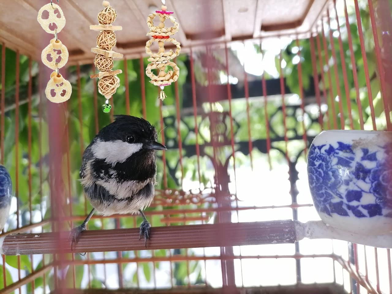 14 Stück Sitzstangen Papagei Spielzeug Set, Papageienschaukel Vogelschaukel, Sitzstangen für Vögel
