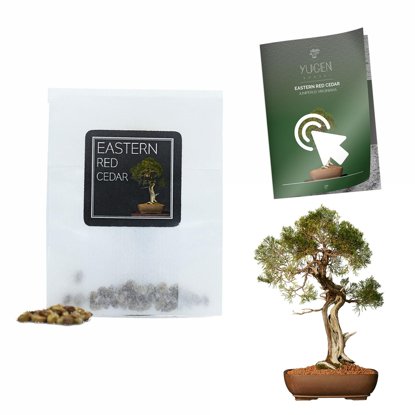 30 Eastern Red Cedar Bonsai Seeds | Juniperus Virginiana | Growing Guide | Grow Your Own Bonsai Tree | Bonsai Beginners and Enthusiasts (Gift Presentation Box)