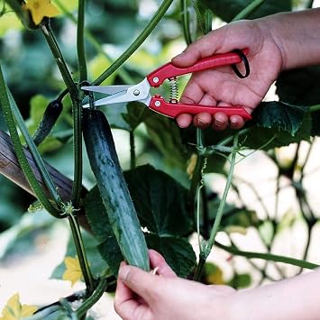 ARS Needle Nose Pruner HP-SE45-3 Pack
