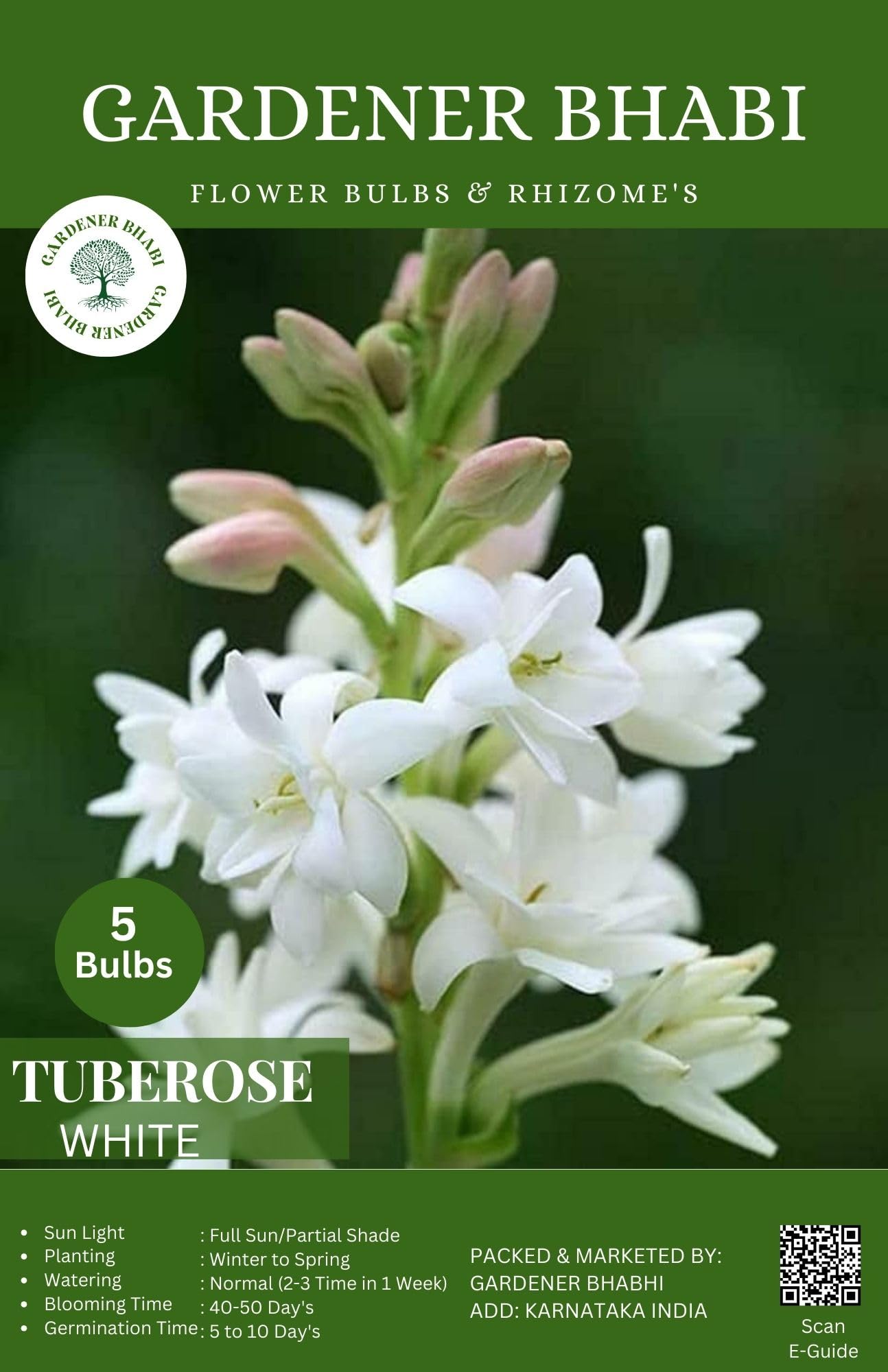 Tuberose White Color All Season Flower Bulb Set Of 5-image-3