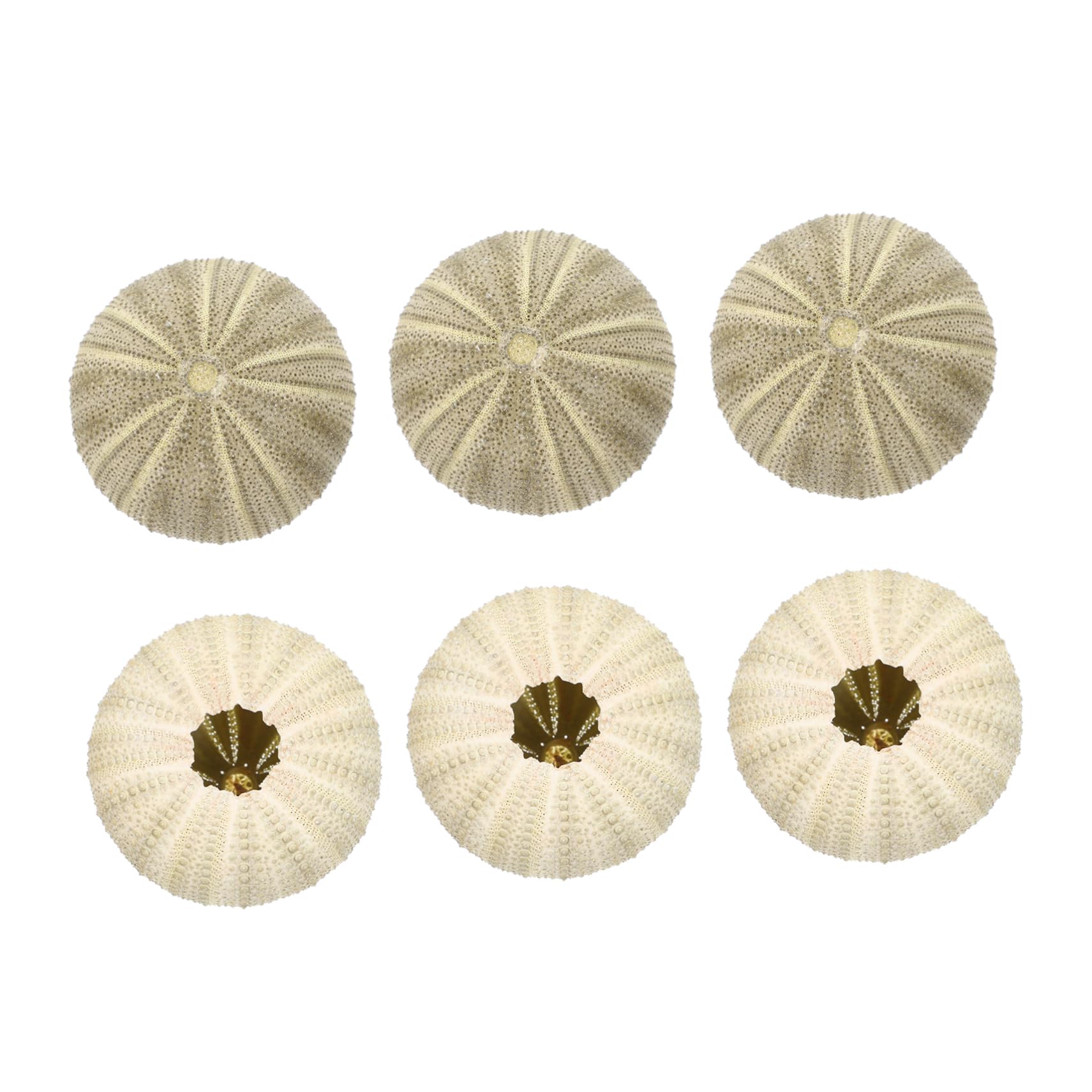 VANZACK 24pièces Décorations Ornements pour Bureau Et Aquarium Support Naturel pour Plantes Aériennes pour Artisanat