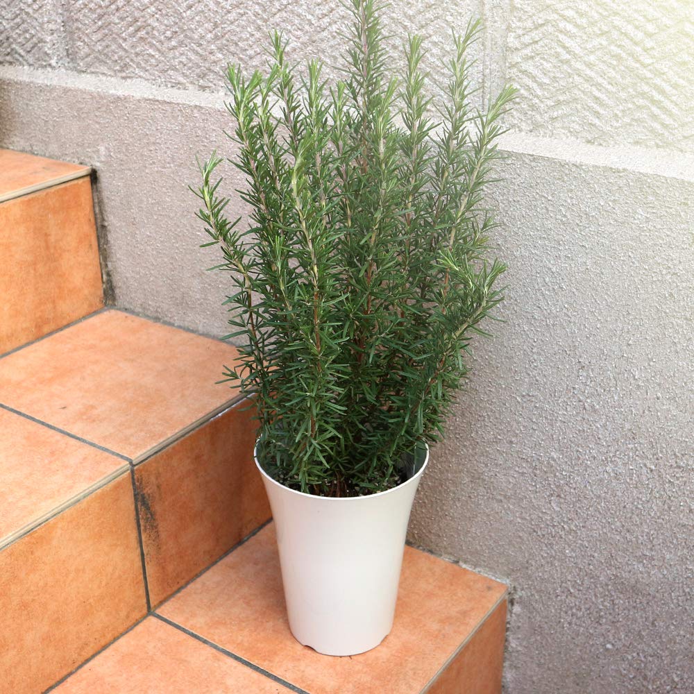 Amazon.co.jp: ローズマリー マリンブルー 6号プラスチック鉢 1