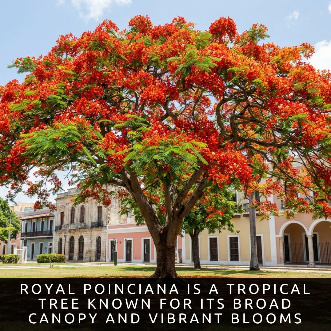 Amazon.com : 20 Royal Poinciana Seeds | Delonix Regia Flame Tree