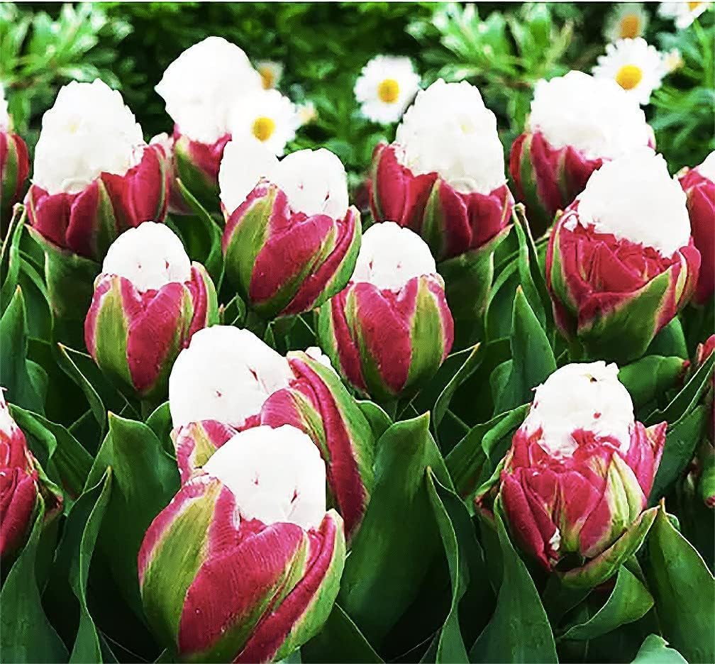 3 Ice Cream Tulip Bulbs Double Late Tulips Grocery