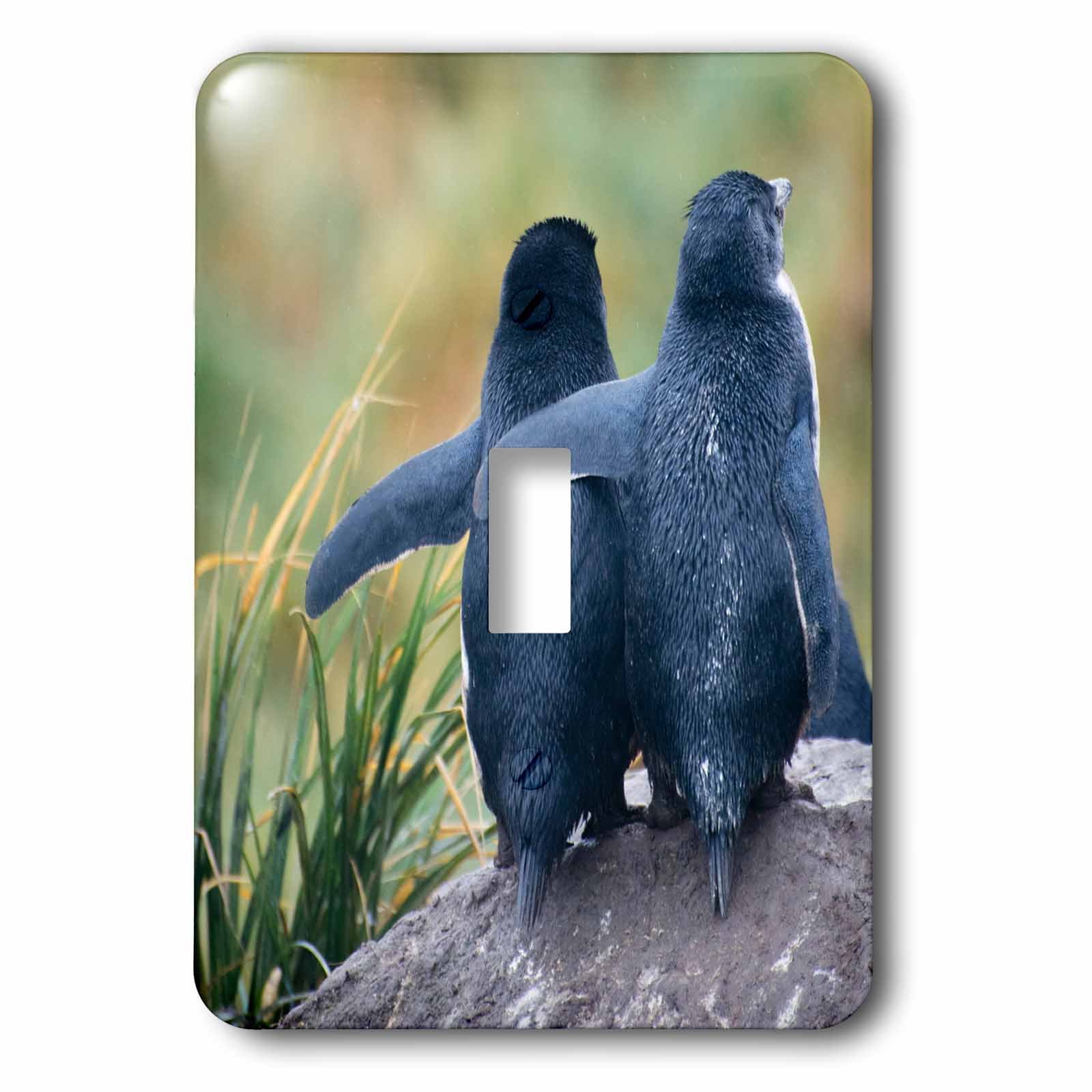 Interrupteur Rockhopper Pingouin Falkland Islands multicolore 3dRose