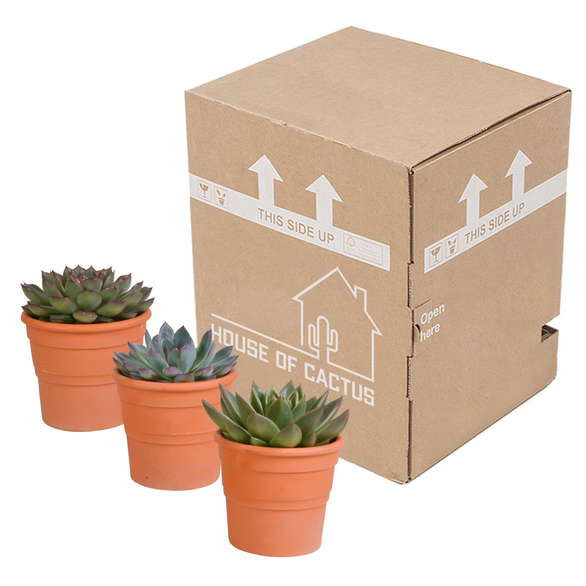 Echeveria en Maceta de Terracota, Colores Variados, Pack de 3, 10.5 cm