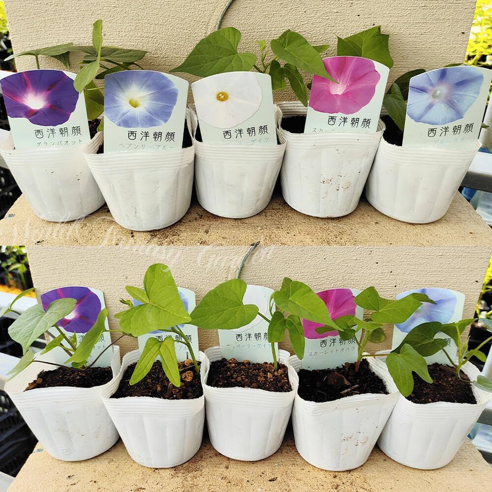 ＊macばあば＊　紫色胡蝶蘭の鉢植え　4.5号鉢　たんぽぽとあさがお鉢植え macばあば様専用＊ 紫色胡蝶蘭の鉢植え 4.5号鉢 たんぽぽ