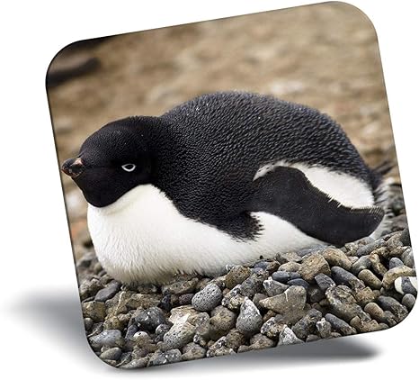 Amazon Co Jp 恐ろしい冷蔵庫マグネット かわいい赤ちゃんペンギン南極 ホーム キッチン Amazon Co Jp 恐ろしい冷蔵庫マグネット かわいい赤ちゃんペンギン南極 ホーム キッチン