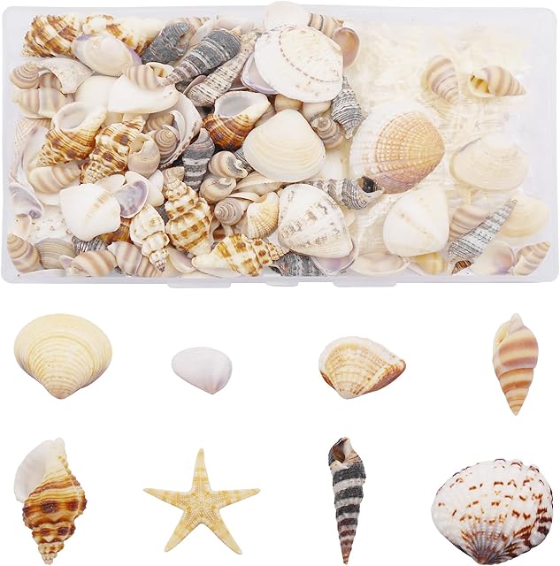 Julie Wang 1 Box of 200pcs Shell Conch Starfish Natural Tiny Ocean Seashells for DIY Miniature Beach Critter Decor Arts Crafts Projects Fish Tank Vase Filler