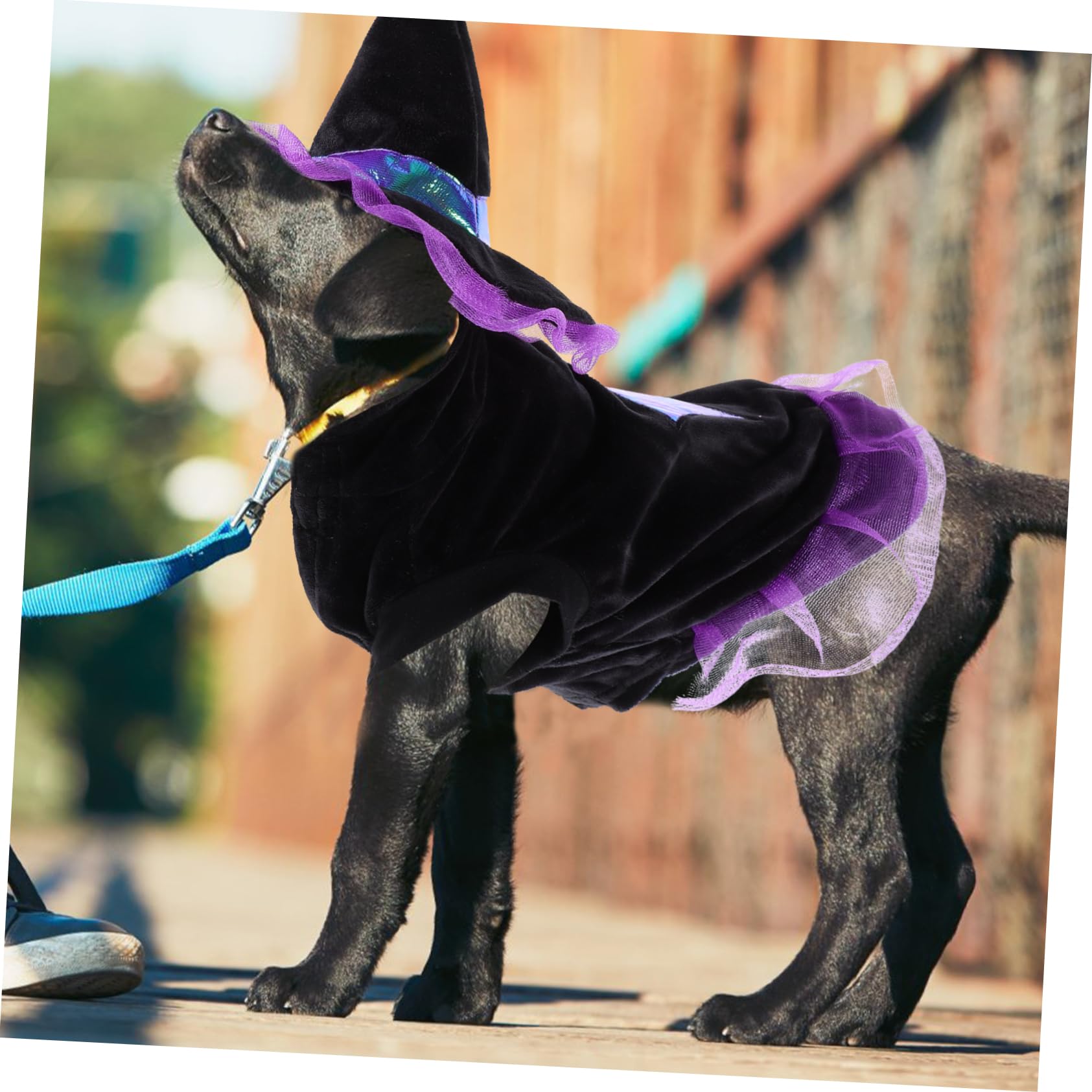 POPETPOP 3 Pezzi Costumi Di Halloween Per Cani Cappello Da Strega E Set Di Vestiti Per Travestimenti Per Animali Domestici Per Halloween E Feste
