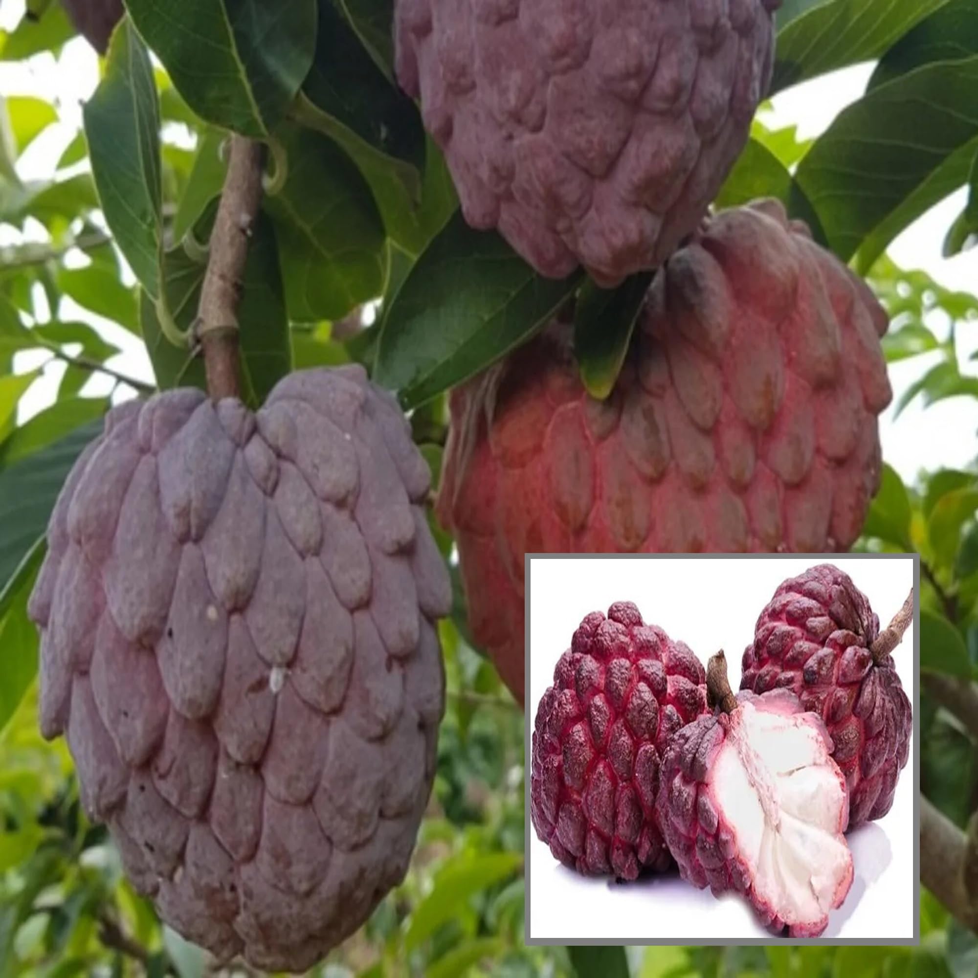 HAPING Red Custard Apple Sugar Apple Sitafal Ata Grafted Fruit Live Plant (1.5-3 Feet Height) (B0CV4XKZJW) Amazon Price History, Amazon Price Tracker