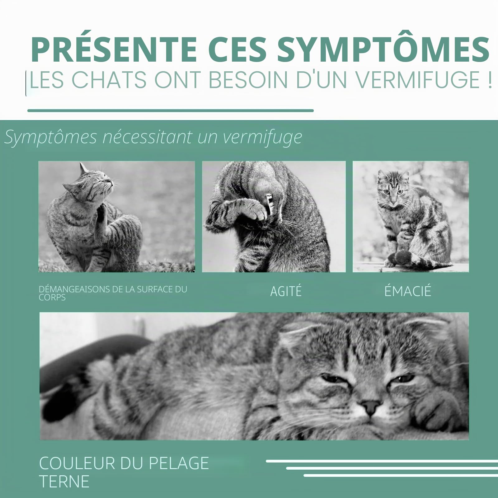 Colliers insecticides pour chats repoussent efficacement les puces, les tiques, les acariens, les moustiques et plus encore, design léger et imperméable, protection jusqu'à 24 mois, lot de 3