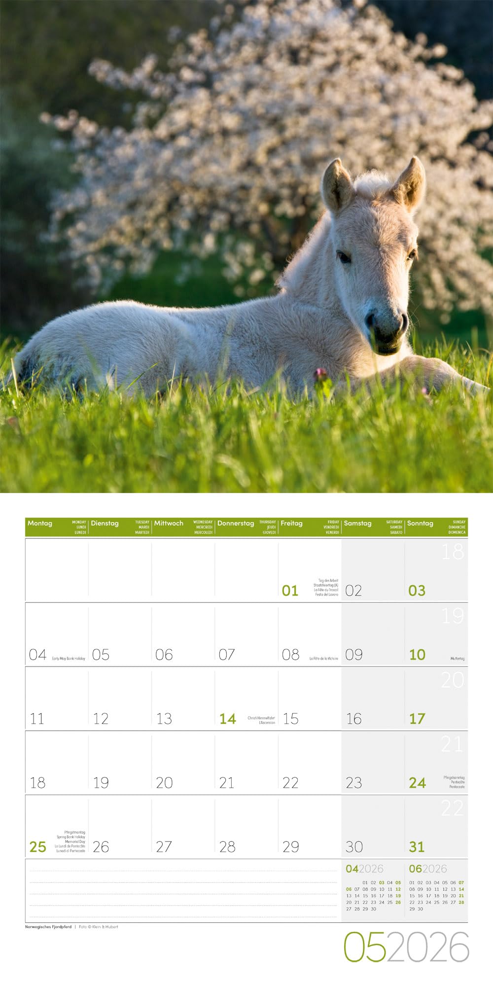 Pferde Broschürenkalender 2026 - 30x30 - Art12: Bildstarker Tier-Kalender im schlanken Hochformat (aufgeklappt 30x60 cm) | mit Eintrage-Kalendarium
