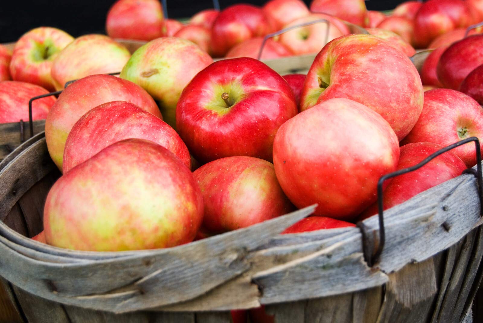 Pektin, natürliches Apfel - Pektin Marmeladen - Pectin, Pflanzliches Geliermittel E440 (nicht amidiert nicht gebleicht). XL Gastro - Dose 900g.