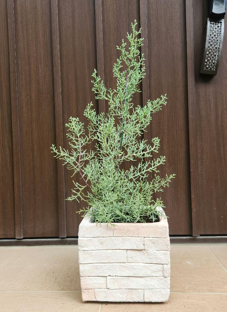 高級種❧原始ロンギシマ錦、エボニー錦、ピンク蝶錦 アッシ錦 錦蝶の