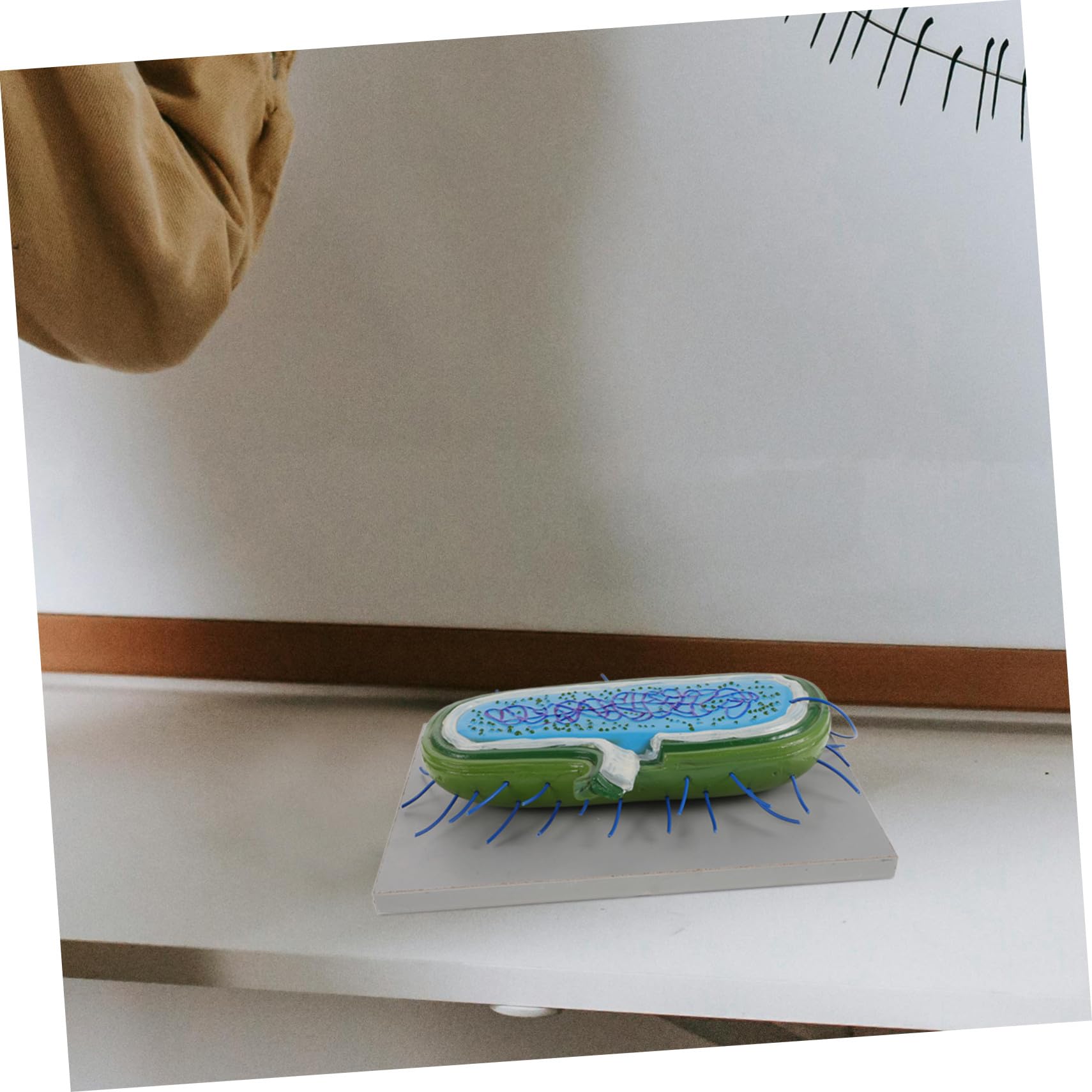 NOLITOY Microbiologie Modèles Anatomiques de Cellules et Bactéries, Matériel Pédagogique pour L’École, Usage Polyvalent, en PVC, pour Enseignement