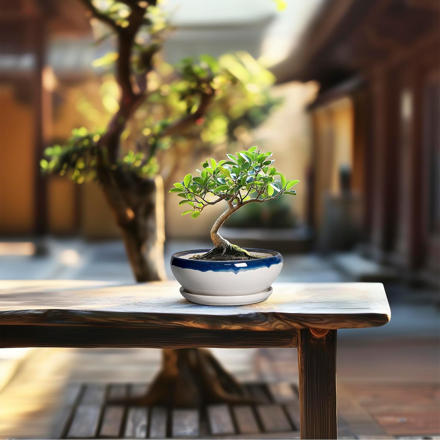 SQOWL Succulent Planters 6 Inch - Ceramic Bonsai Pots with Drainage Hole and Saucer, Round Shallow Planter for Indoor Outdoor Plants, Ceramic Cactus Pot, Apartment Decor, Gifts for Women, Blue-Beige
