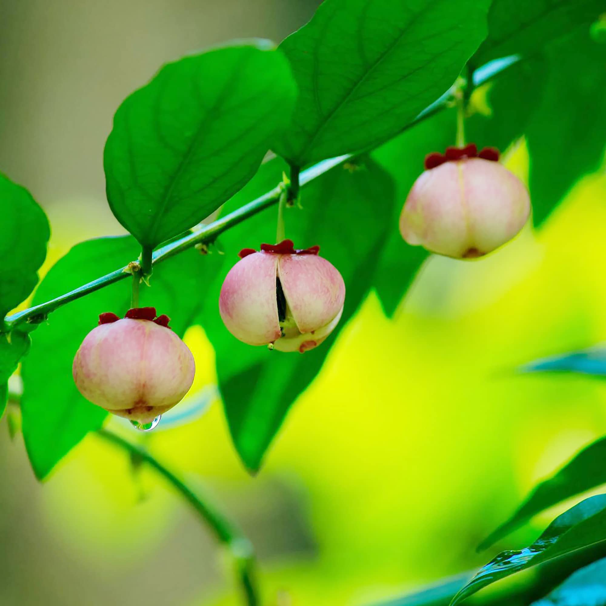 Sauropus Androgynus Seeds Katuk Plant Edible Perennial Evergreen GMO Free Self-Fertile Rich in Vitamins Patio Garden Outdoor 5Pcs Tropical Shrub Seeds by YEGAOL Garden