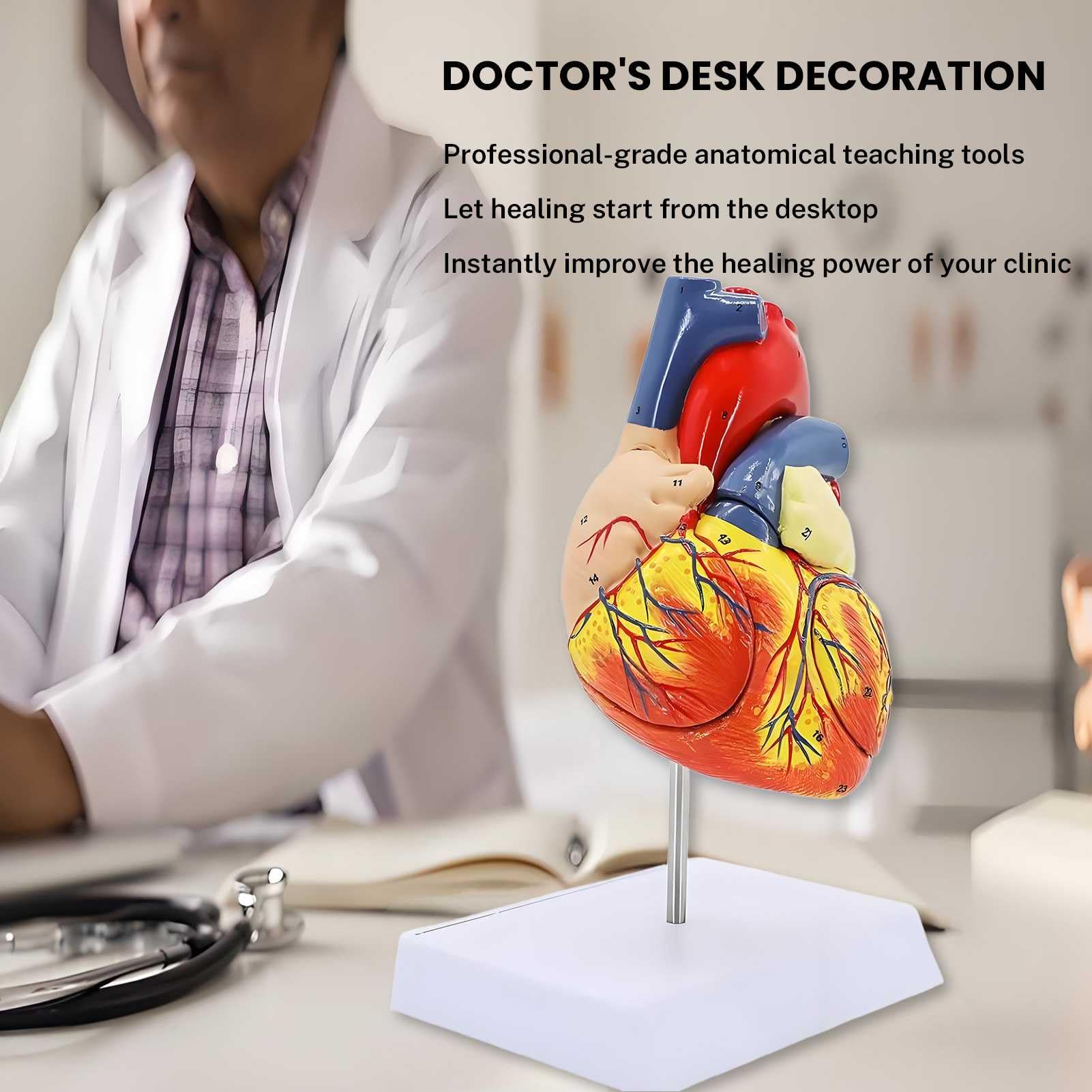 Modelo de Corazón Humano Ampliado 2X – 4 Partes con 49 Estructuras Numeradas, Ensamblaje Magnético y Soporte – para Demostraciones y Estudios Anatómicos