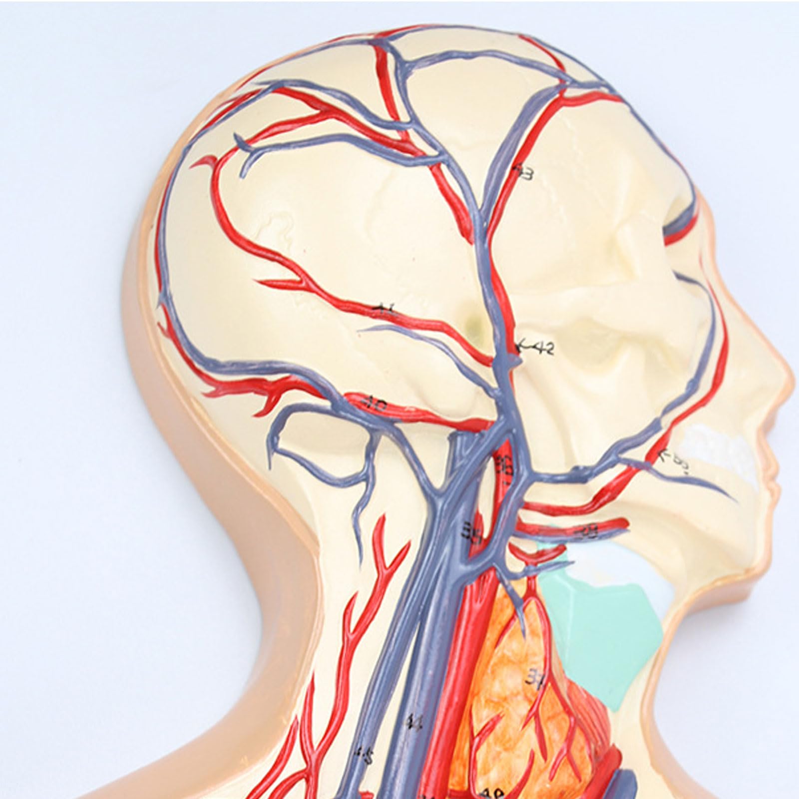 Amazon.co.jp: JUJNE 人間の血液の循環システム モデル 内臓の心臓の