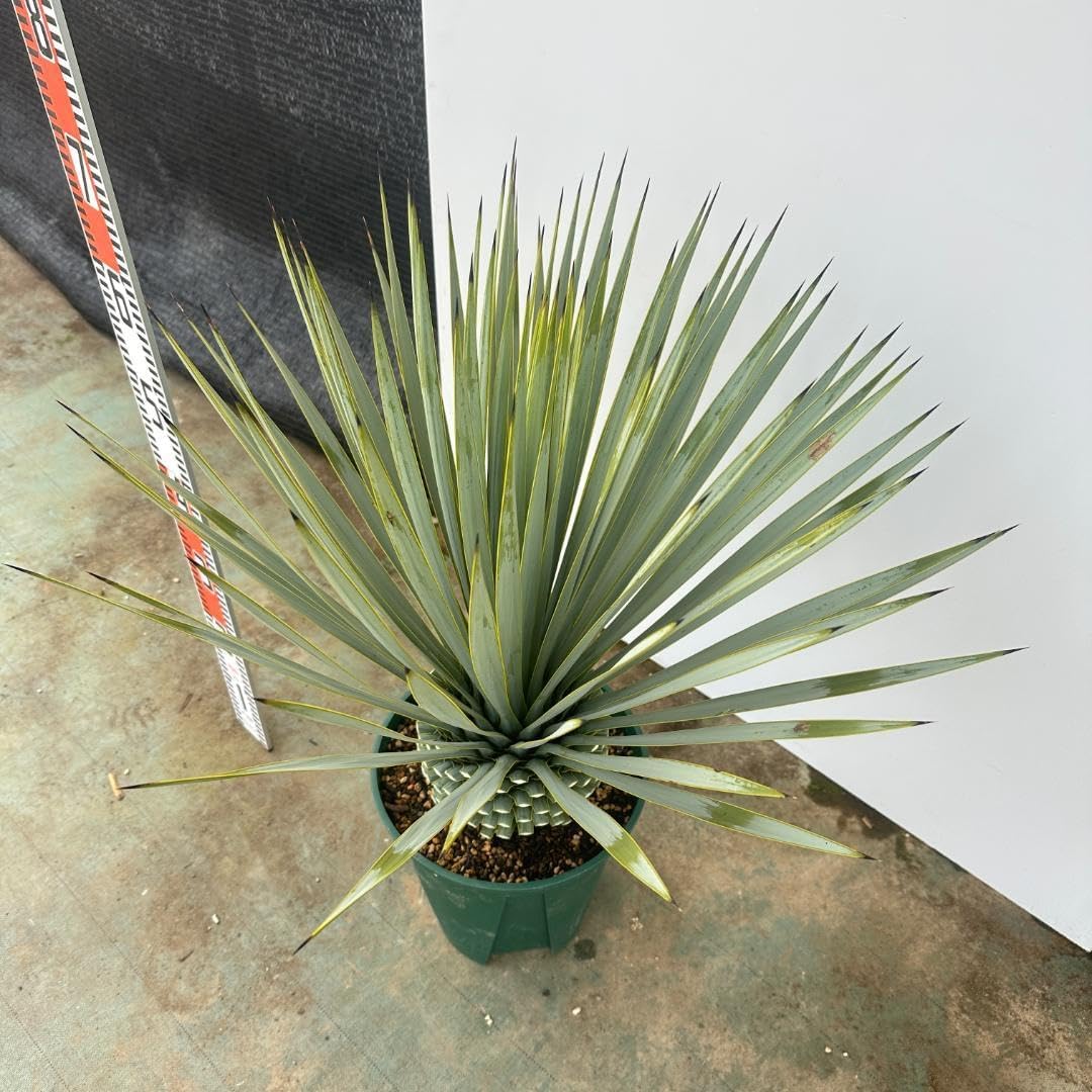 ユッカ ロストラータ 24-633 超美形 シルバーブルー