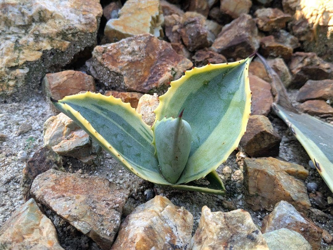 アガベ リップルエフェクト カキ仔 らくらくメルカリ便抜き苗発送