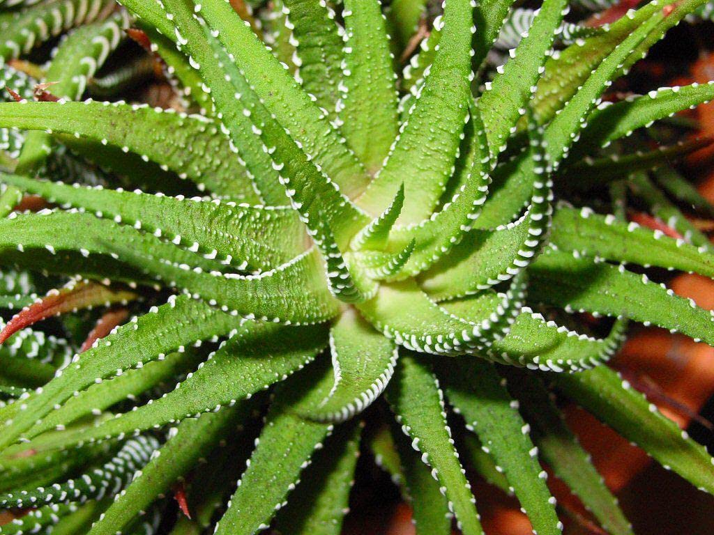 PureGrow Terreau pour plantes succulentes  l'aloe vera 1000 ml sans  tourbe Hydrate  la maison : Amazon.fr: Jardin