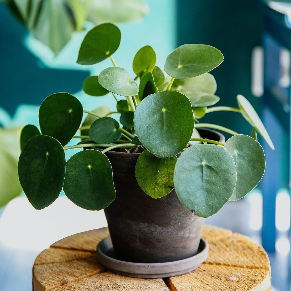 Garden Rare 50pcs Ponysfoot Chinese Money Plant Seeds Easy to Grow, Exotic Flower Seeds Hardy Perennial Garden
