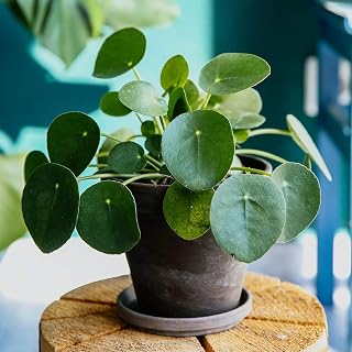 Garden Rare 100pcs Pilea Peperomioides Chinese Money Plant Seeds Easy to Grow, Exotic Flower Seeds Hardy Perennial Garden