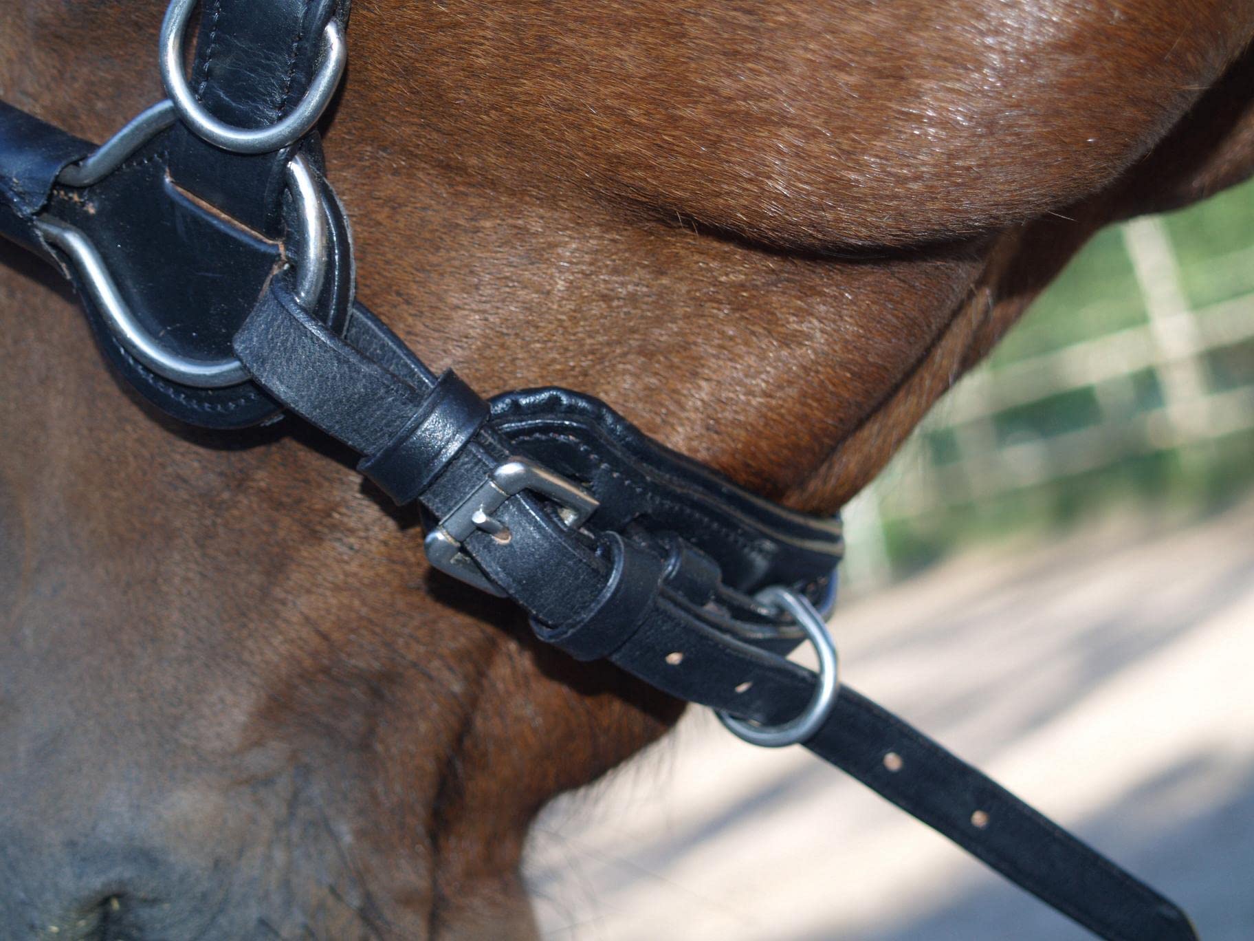 Kappzaum mit Gebiss Einhängung Minipony Minishetty Mini Shetty Pony VB WB Leder Schwarz Tysons (WB)