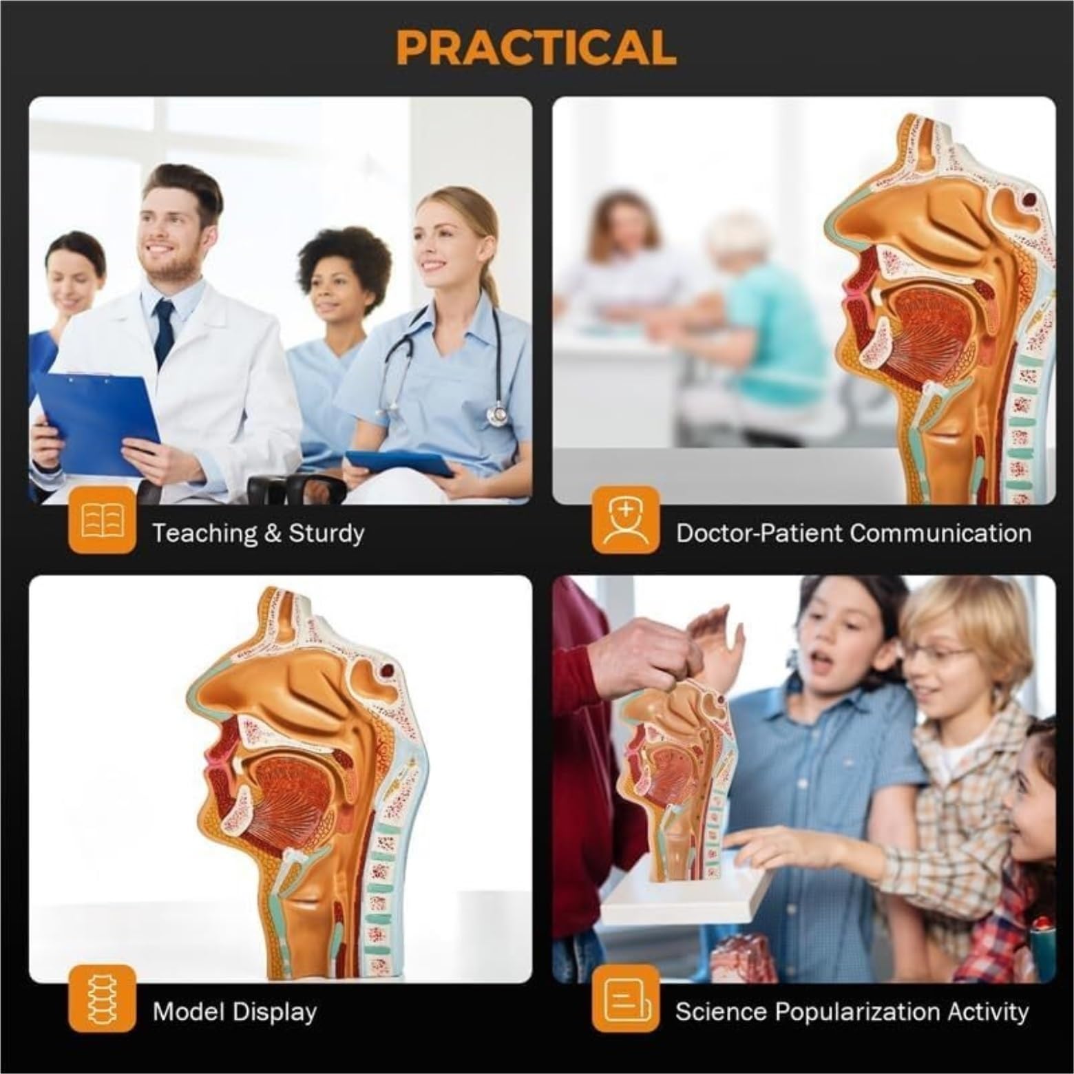 Scientifica Modello Esposizione Modello Medico Anatomico Umano Di Anatomia Della Cavità Nasale Gola Per L'insegnamento Visualizzazione Dello Studio In Aula Scienze Per Uso Educativo