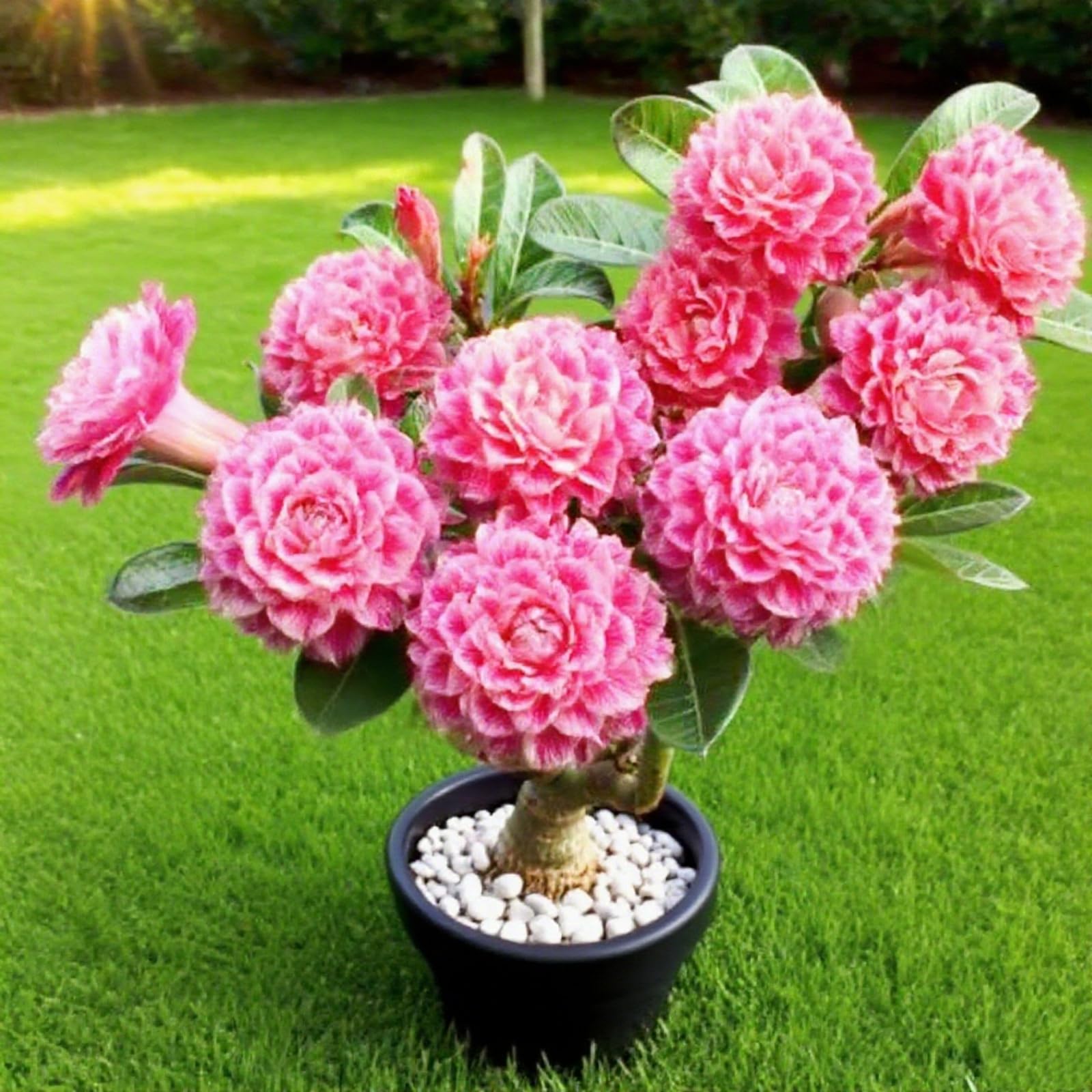 Desert Rose/Double-Flowered Desert Rose-Hardy Perennial,Desert Rose Plants UK, Excellent Display-C-2 Bulbs